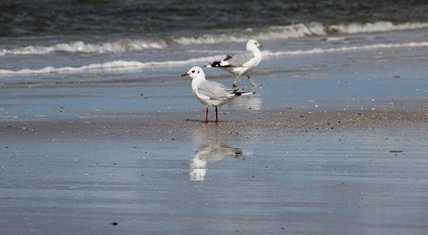 Playa en la isla de Rømø.