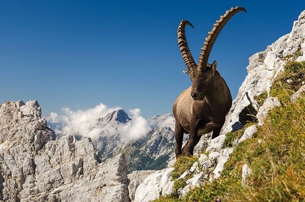Íbice alpino en el Parque Nacional de Triglav (Eslovenia). © Shutterstock.com