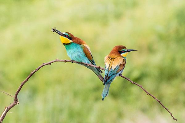 Abejaruco europeo en el Parque Natural de Persina, en Bulgaria. © imageBroker-Shutterstock.com.